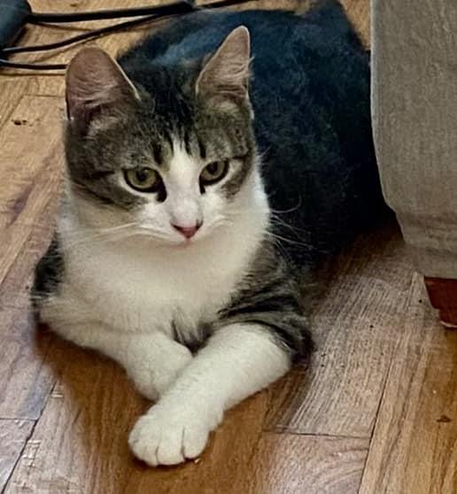 White and grey tabby female kitty.